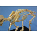 Animal Product Dog Skeleton Modelo en venta